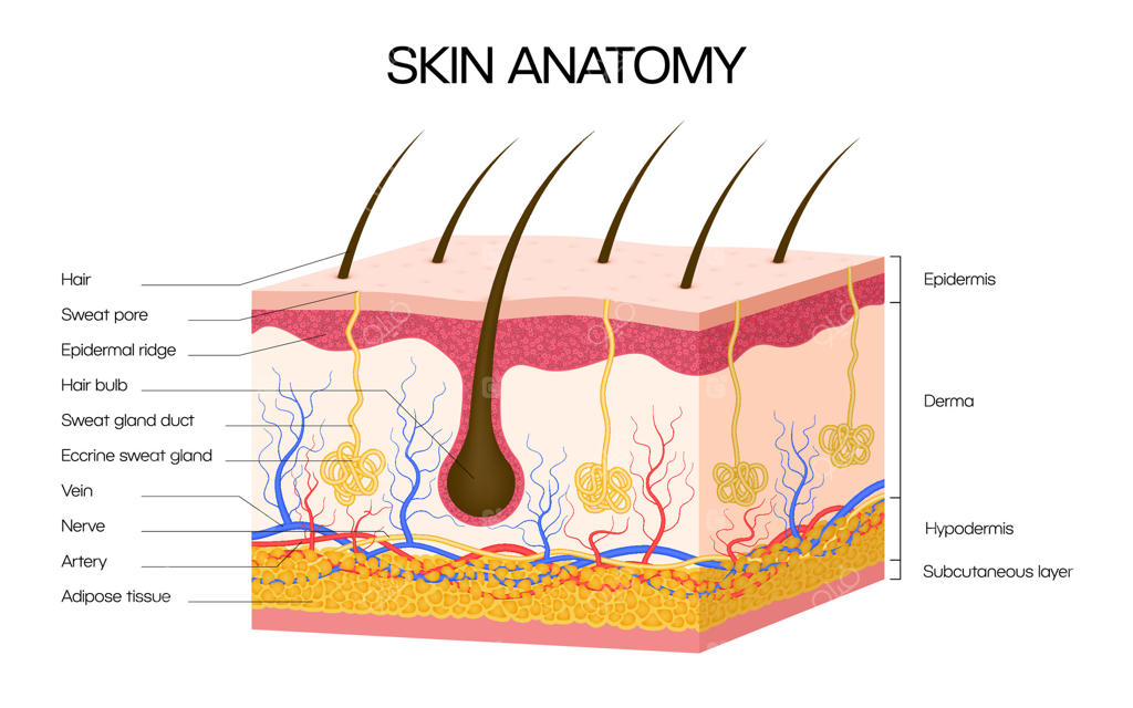 اینفوگرافیک پزشکی از آناتومی پوست انسان