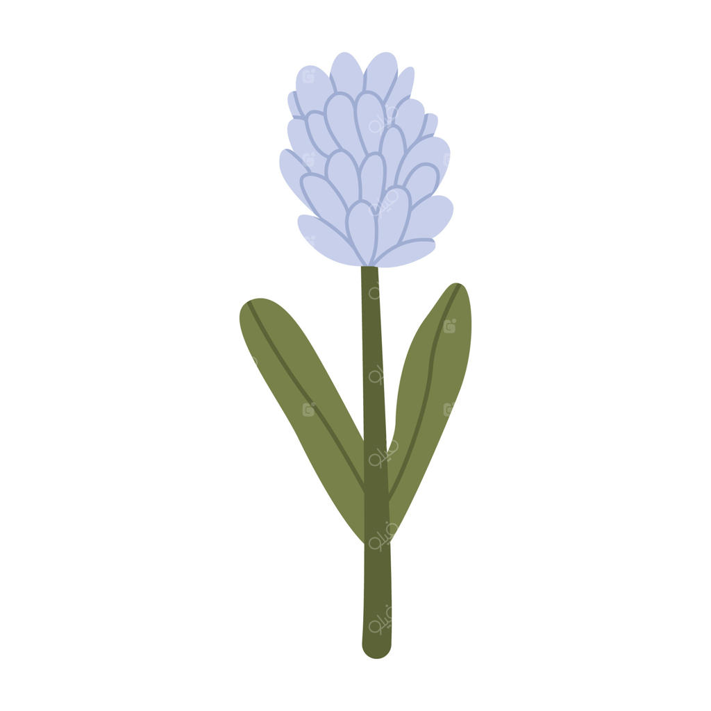 گیاه گل. گل آبی باغ. تصویر تخت و رنگارنگ، جدا شده بر روی پس‌زمینه سفید.