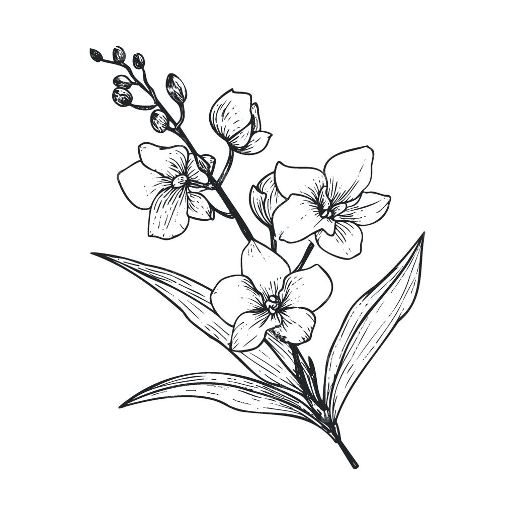 طراحی شاخه گل ارکیده برای دکوراسیون و چاپ
