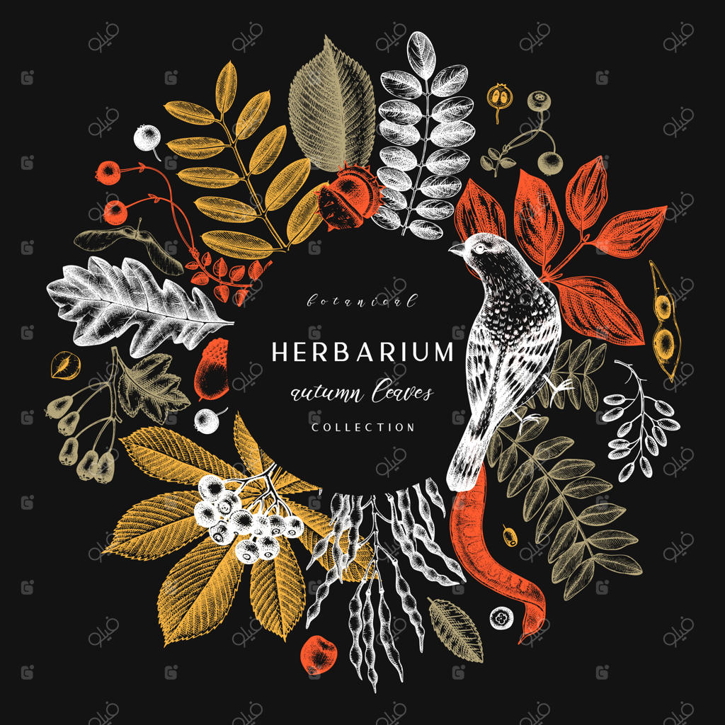 برگ‌های پاییزی دستی کشیده شده روی تخته‌سیاه: قالب شیک و مدرن با برگ‌ها، توت‌ها، دانه‌ها و طرح‌های پرنده. ایده‌آل برای دعوتنامه، کارت‌ها، بروشورها، برچسب‌ها و بسته‌بندی.