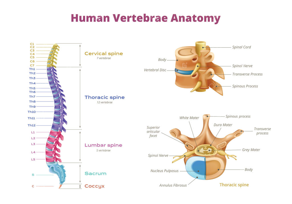 اینفوگرافیک دیاگرام مهره‌های انسان