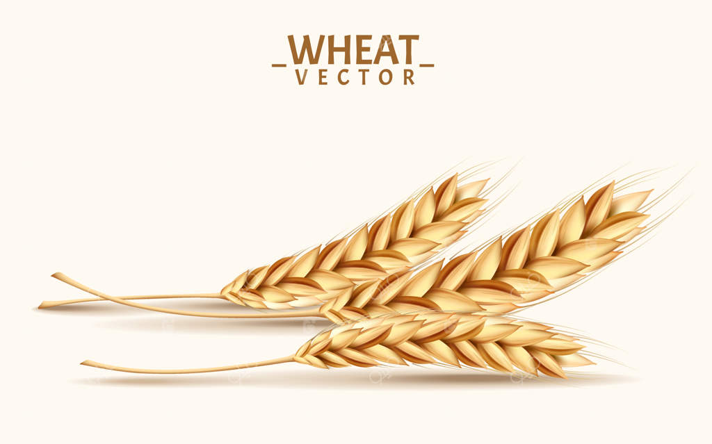 تصویر واقعی گندم به عنوان عنصر طراحی قابل استفاده است