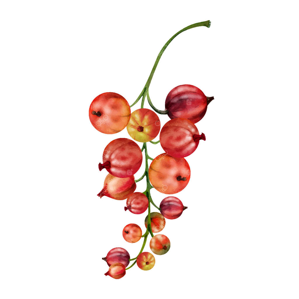 خوشه انگور فرنگی و توت گاردن، دستی آبرنگی - ایلوستراسیون گیاهی. فروشگاه صنایع دستی و پوسترها، کاردستی دکوپاژ