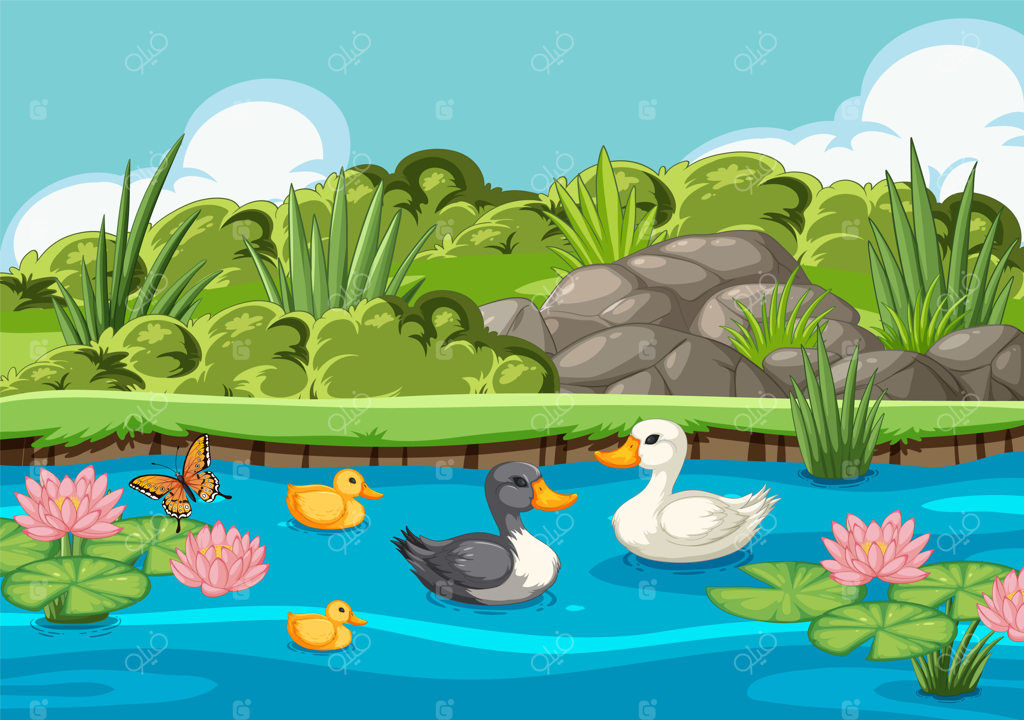 خانواده اردک‌ها در حال لذت بردن از برکه‌ای آرام