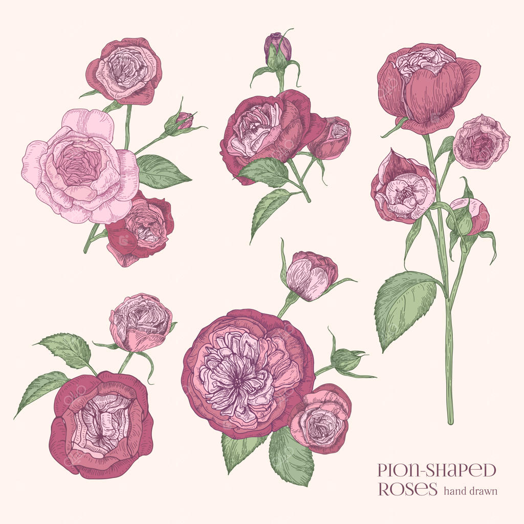 تصویر گل رز به شکل پیون. مجموعه‌ دست‌کشیده گیاه، گل‌ها و برگ‌ها.