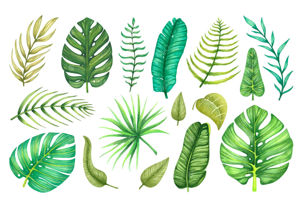 مجموعه بزرگی از برگ‌های آب‌رنگی استوایی و خاص