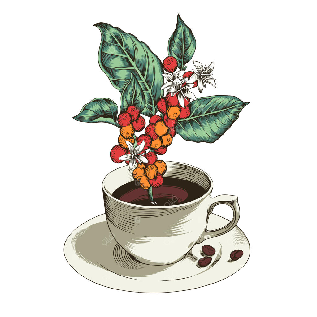 تصویر برگ‌ها و توت‌های قهوه در فنجان