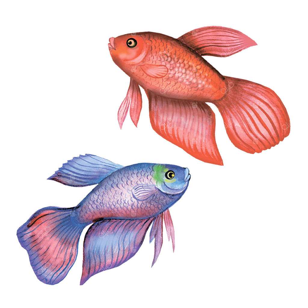 ماهی جنگجوی زیبا بر روی پس‌زمینه سفید: الگوی تصویرسازی ماهی جنگی آبرنگی