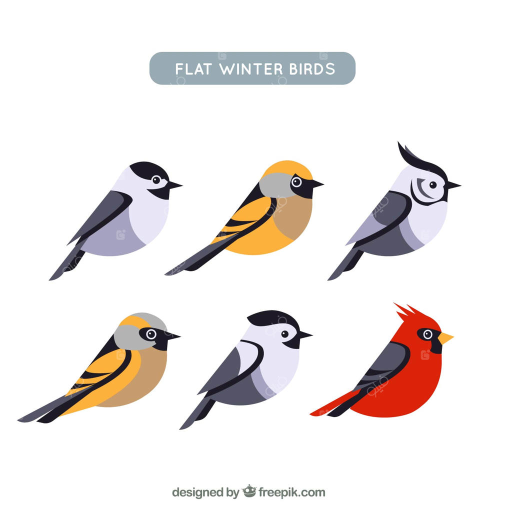 مجموعه پرندگان بامزه با طراحی تخت