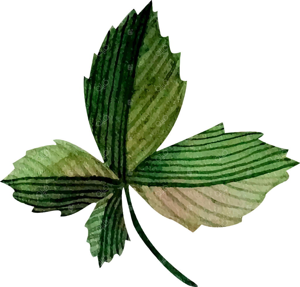 برگ سبز شاه‌بلوط: تصویر برگ گیاه در باغ گیاه‌شناسی و طبیعت