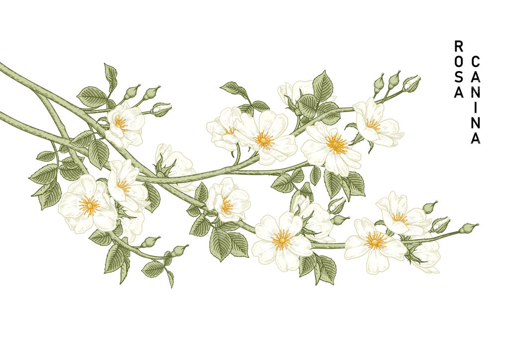 تصاویر گیاه‌شناسی گل نسترن سفید دستی کشیده شده