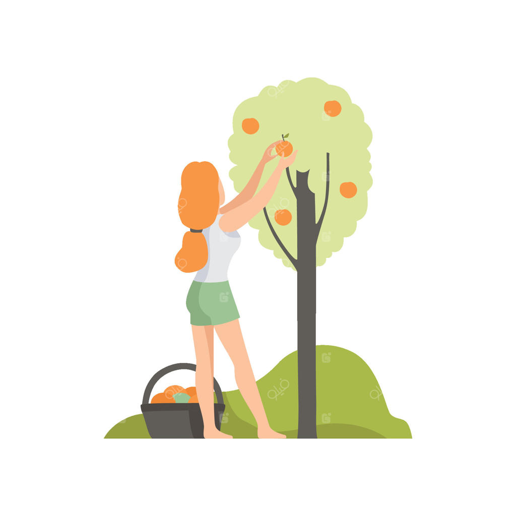 دختری در حال چیدن سیب در باغ، تصویر کشاورز در حال برداشت محصول