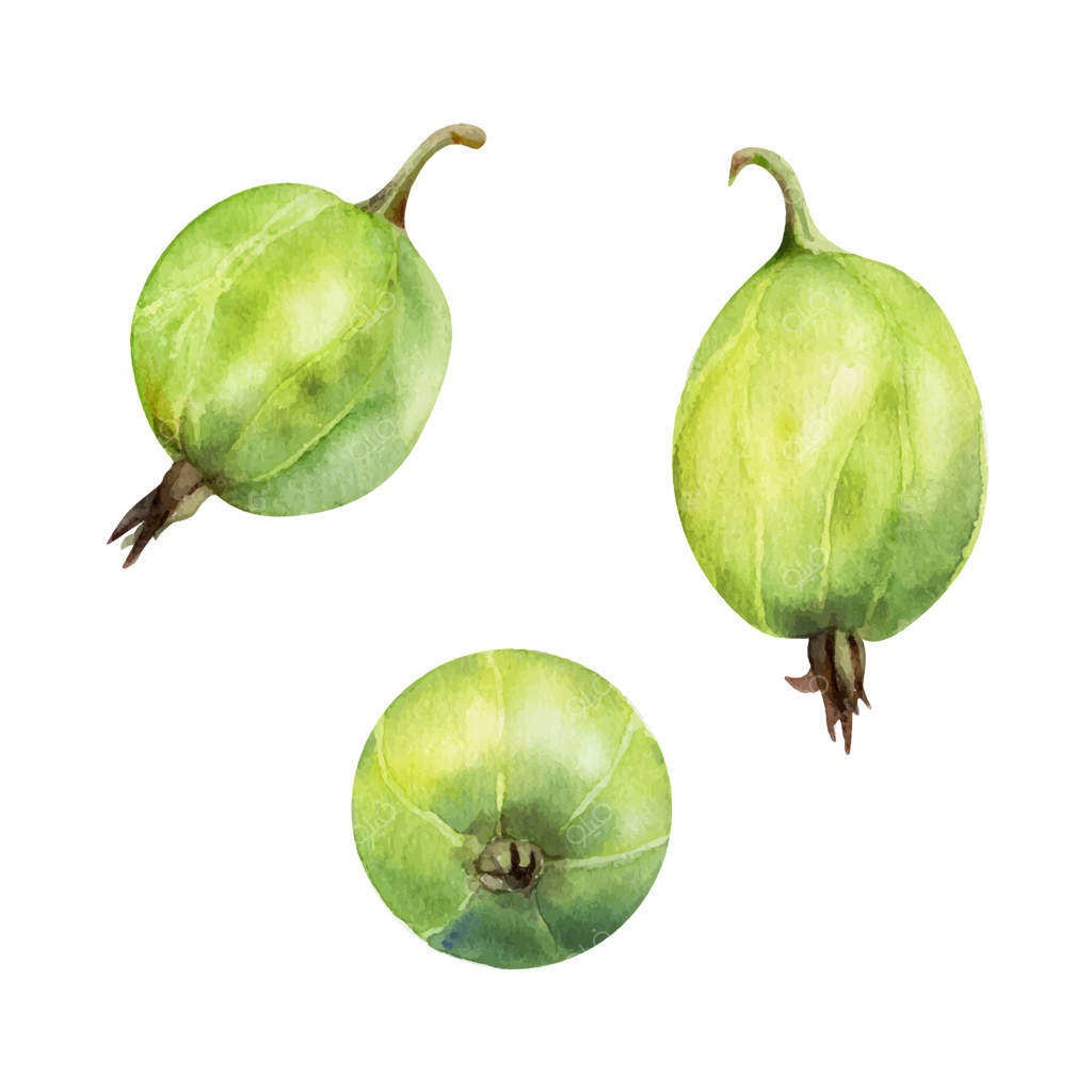 میوه انگور فرنگی دست‌ساز در آبرنگ، توت‌های باغی مانند بلوبری، یواستا بری، ژوئن بری، و کاسیل. تصویر واقعی و نزدیک گیاه‌شناسی. منوی کافه، بازار کشاورزان، غذای ارگانیک