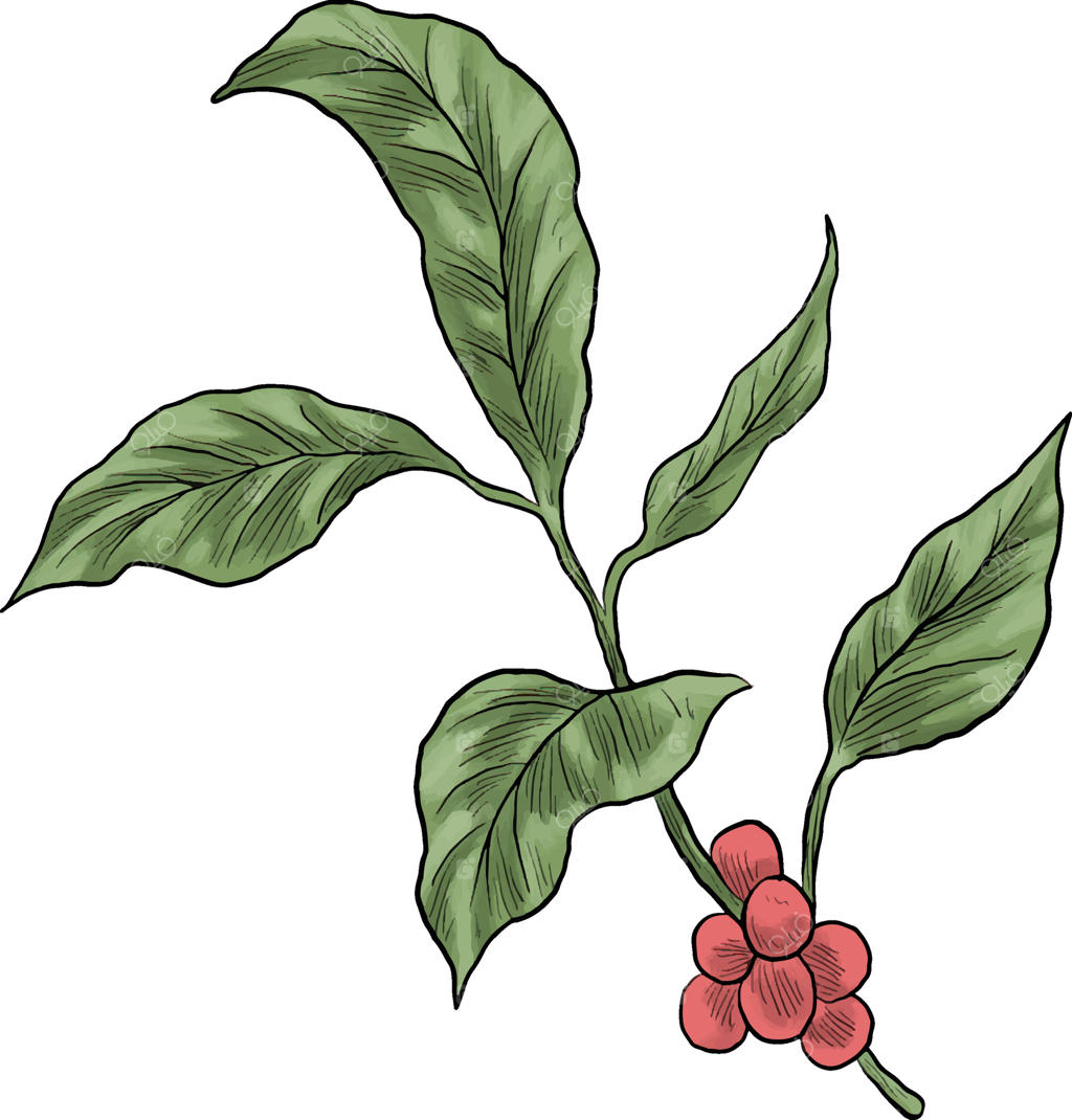 نقاشی از شاخه قهوه