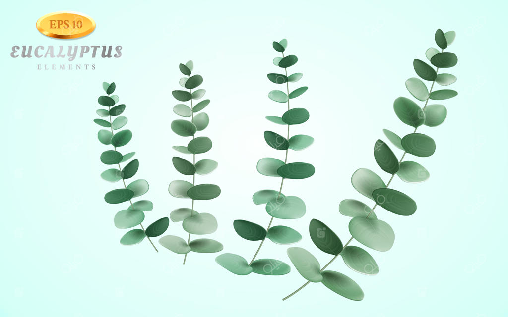 مجموعه‌ای از شکوفه‌های اکالیپتوس روی پس‌زمینه روشن