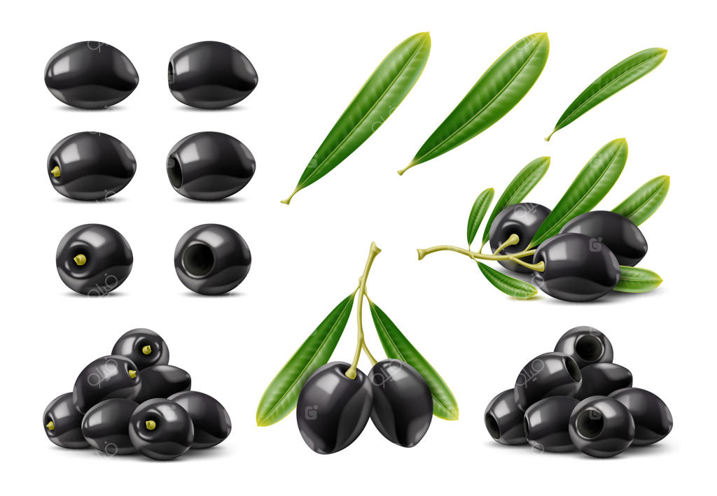 شاخه و برگ‌های زیتون سیاه واقع‌گرایانه و جدا شده