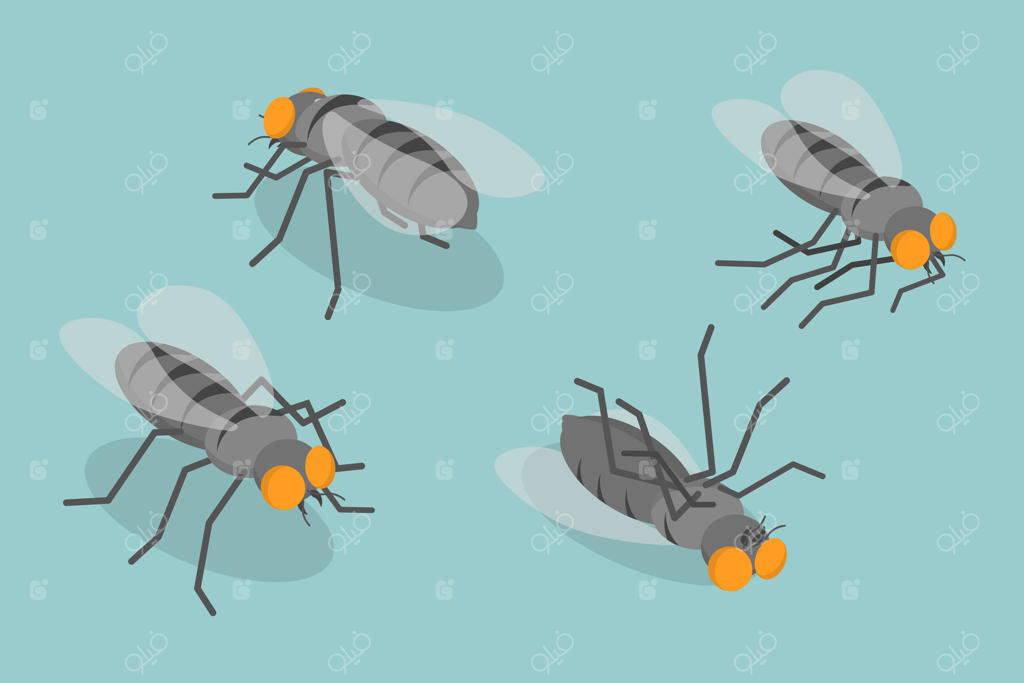 مجموعه‌ وکتور مسطح ایزومتریک از مگس‌ها: حشرات مزاحمی که در خانه پرواز می‌کنند