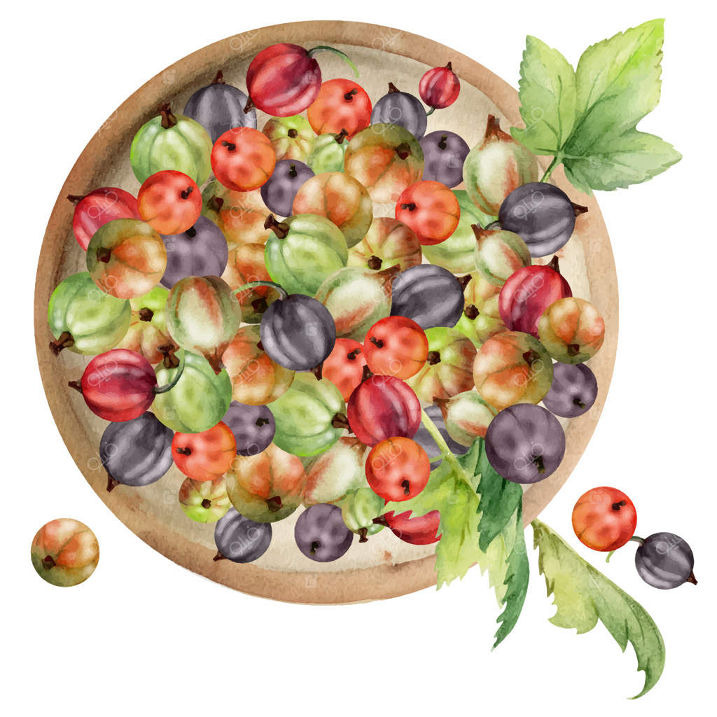 برگ‌های توت‌فرنگی و انگور فرنگی روی بشقاب سرامیکی، نقاشی دستی با آبرنگ، برداشت میوه باغ رسیده، کسِل جستبری. تصویرسازی مجزا. بلاگ‌های غذایی، کتاب‌های آشپزی، منوی دسر، بازار کشاورزان