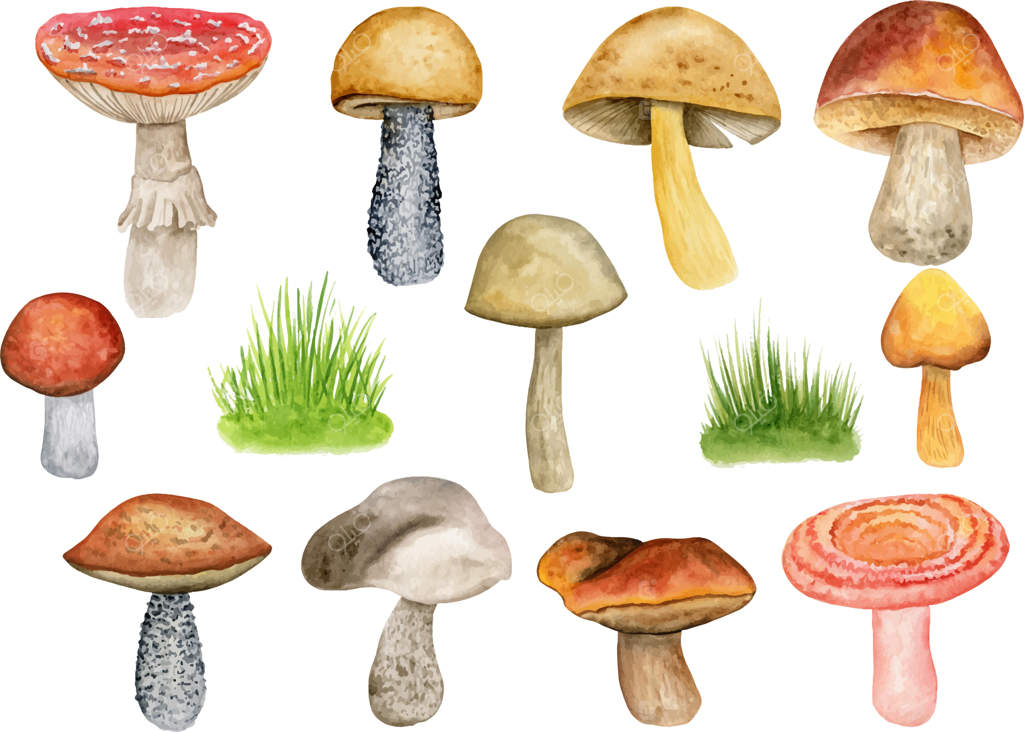 مجموعه نقاشی آبرنگی و دست‌ساز قارچ‌های جنگلی