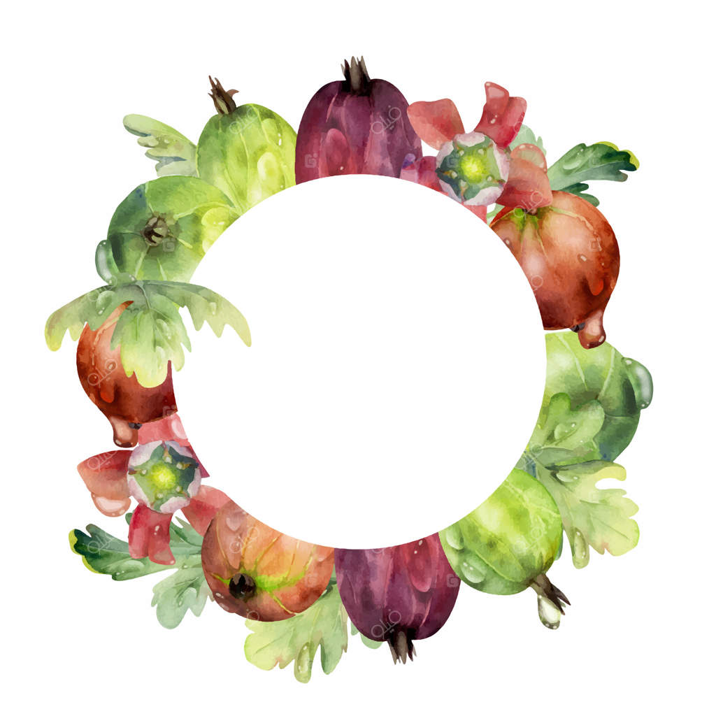 توت و برگ و گل انگور فرنگی، قطرات شبنم در آب، حلقه‌ای دست‌ساز با آبرنگ. توت‌های رسیده باغی مانند جالبوت، کاسیس و جوستا. قاب دایره‌ای جداگانه. منوی دسر و خرید تازه.