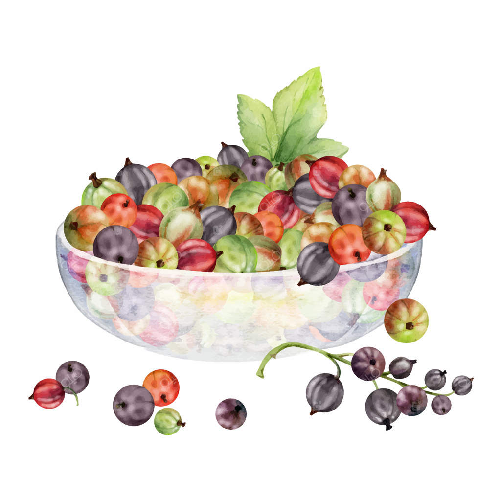 انگور فرنگی، خوشه‌های پراکنده در برگ‌های شیشه‌ای، طراحی شده با آبرنگ، برداشت میوه‌های رسیده از باغ، جفت‌برگ کاسایل. تصویرسازی مجزا. وبلاگ‌های غذایی، کتاب آشپزی، بازار کشاورز