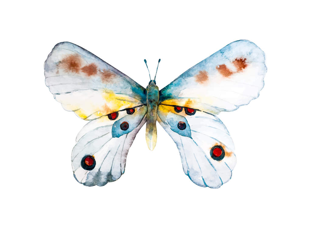 پروانه شهریار دانائوس پلکسیپوس در نقش آبرنگی روی گیاه شیرخوارة