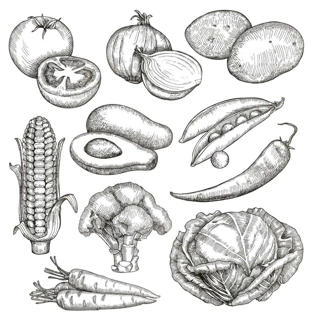 سبزیجات، طرح‌های دستی، مجموعه وکتور