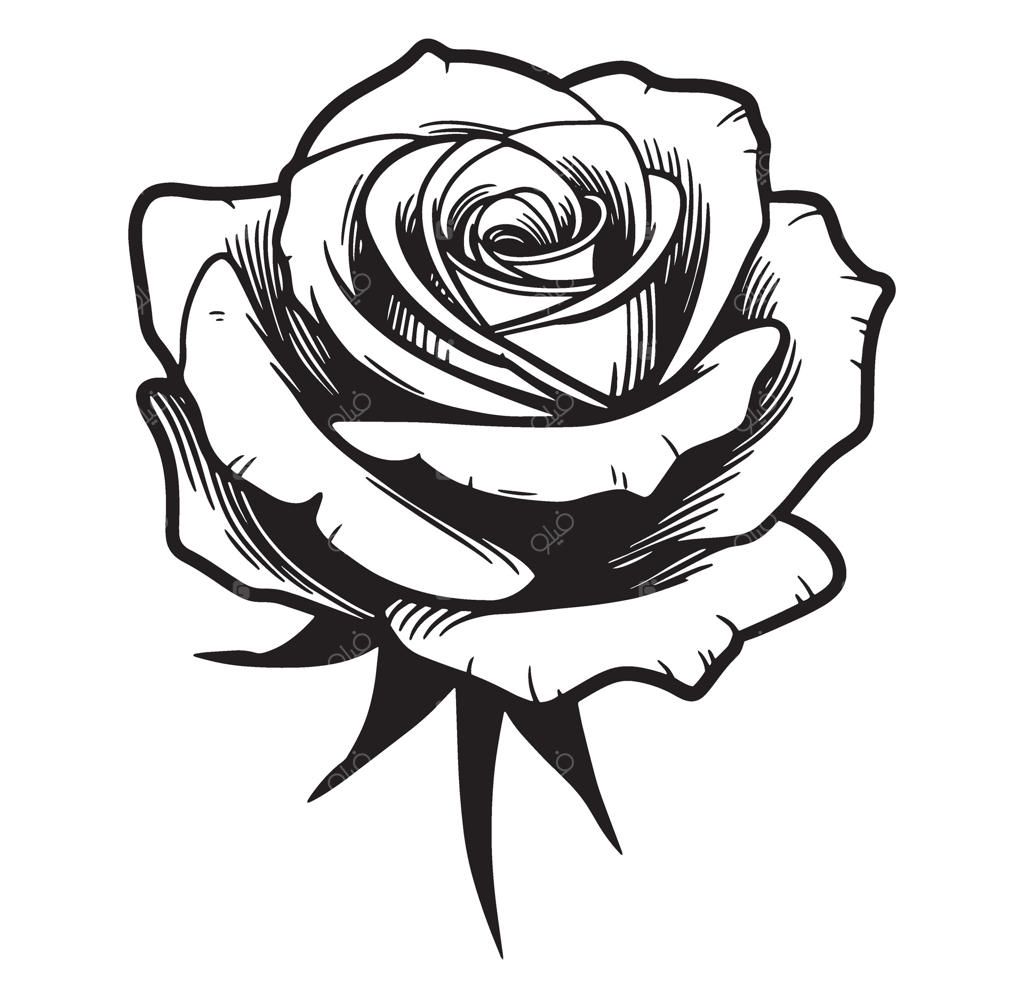 تصویر سیاه‌ و سفید با جزئیات از یک گل رز زیبا