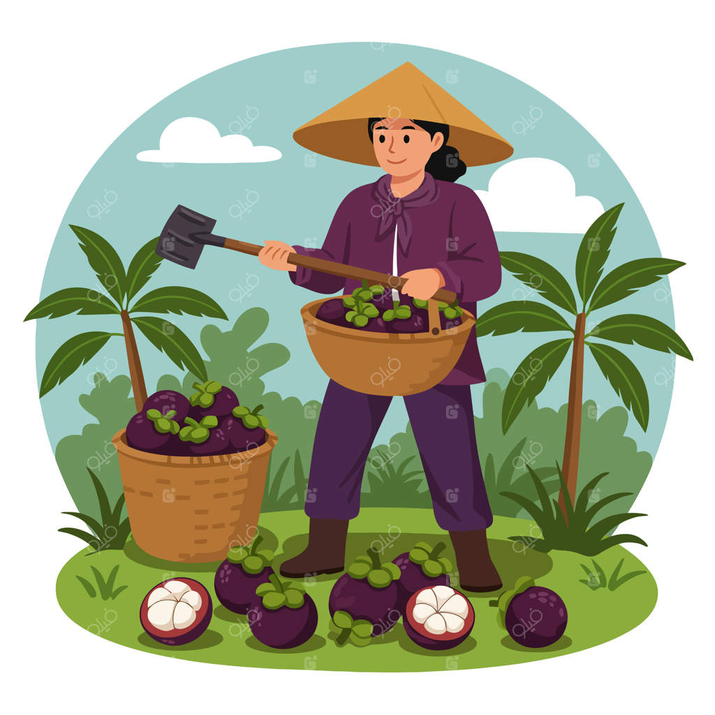 زنی در حال برداشت منگوستین با ابزار باغبانی در باغستان