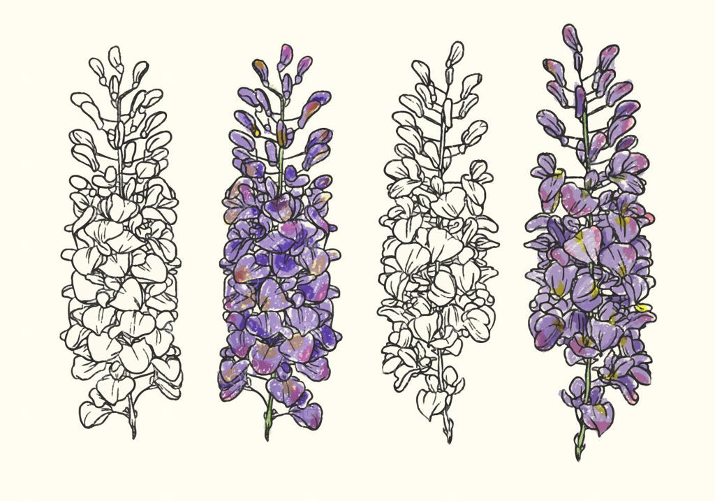 تصویر وکتور گل ویستریا به صورت دستی طراحی شده