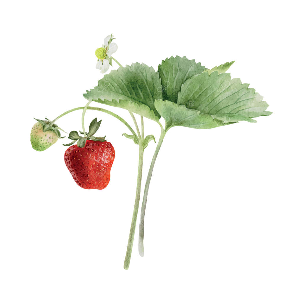 توت‌فرنگی‌ وحشی قرمز روی شاخه‌ای با برگ‌ها، توت‌ها و گل‌ها. نقاشی آبرنگی دست‌کشیده. گیاه تابستانی باغ برای بسته‌بندی، لوازم آرایشی، کشاورزی، پوستر و کارت‌ها