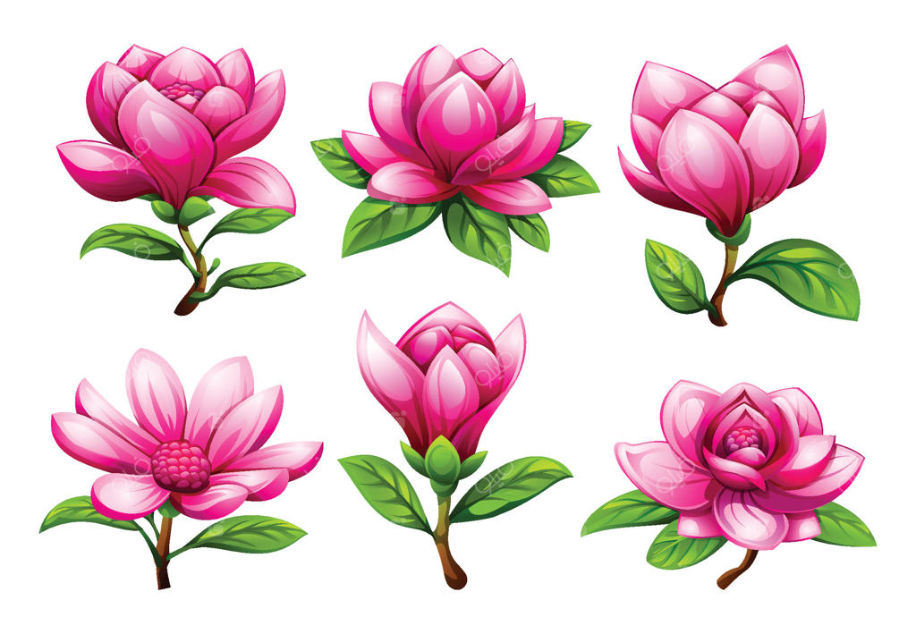 انواع گل‌های ماگنولیا صورتی در مراحل مختلف شکوفه‌دهی - تصویر کارتونی