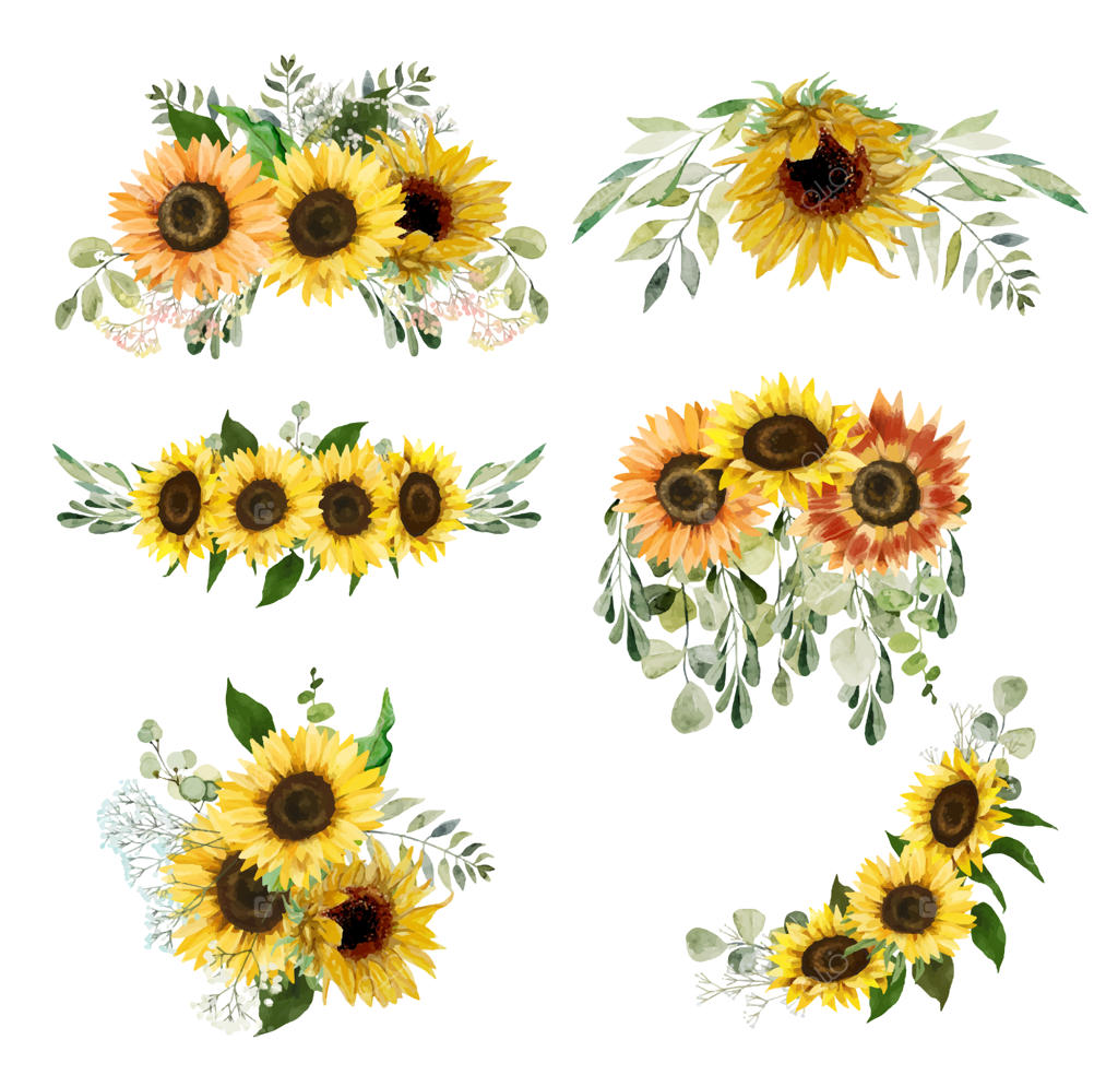 کلیپ‌آرت گل‌آفتابگردان و سبزه با آبرنگ
