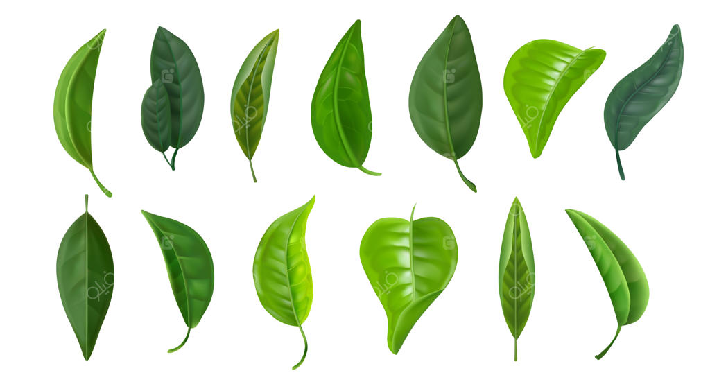 مجموعه واقعی برگ‌های سبز بهاری: نماد تازه‌ای از محیط، گیاهان و درختان جنگلی