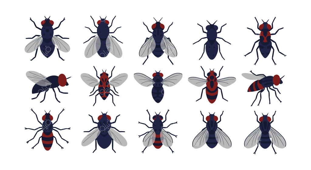 تصاویری از حشرات مختلف با رنگ‌ها و ساختار بال‌های متنوع در قالب یک شبکه‌بندی