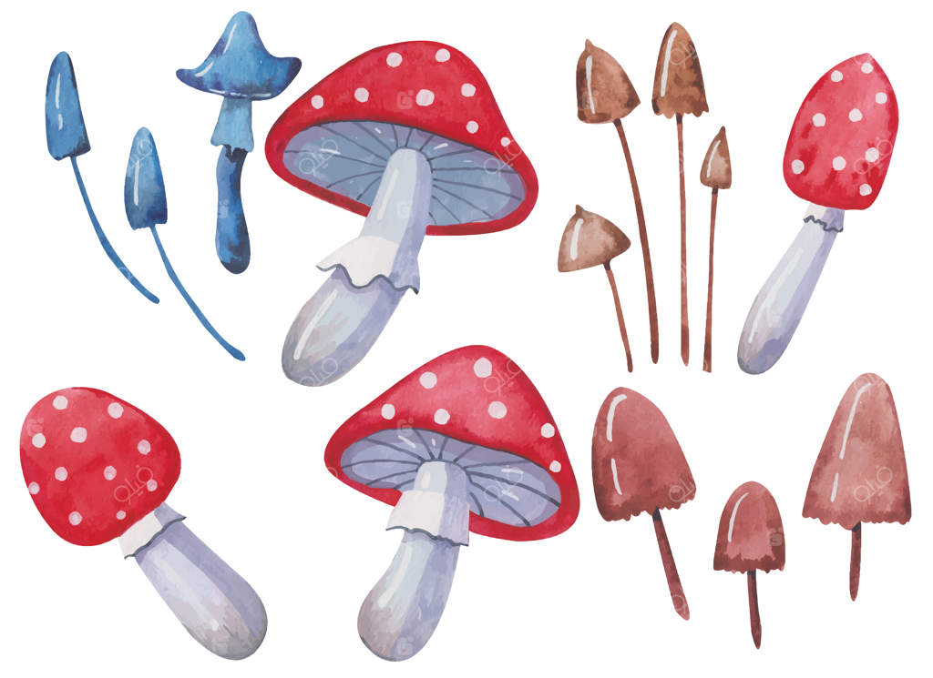 مجموعه‌ای از قارچ‌های آمانیتا و توکسیک در آب‌رنگ روی پس‌زمینه سفید