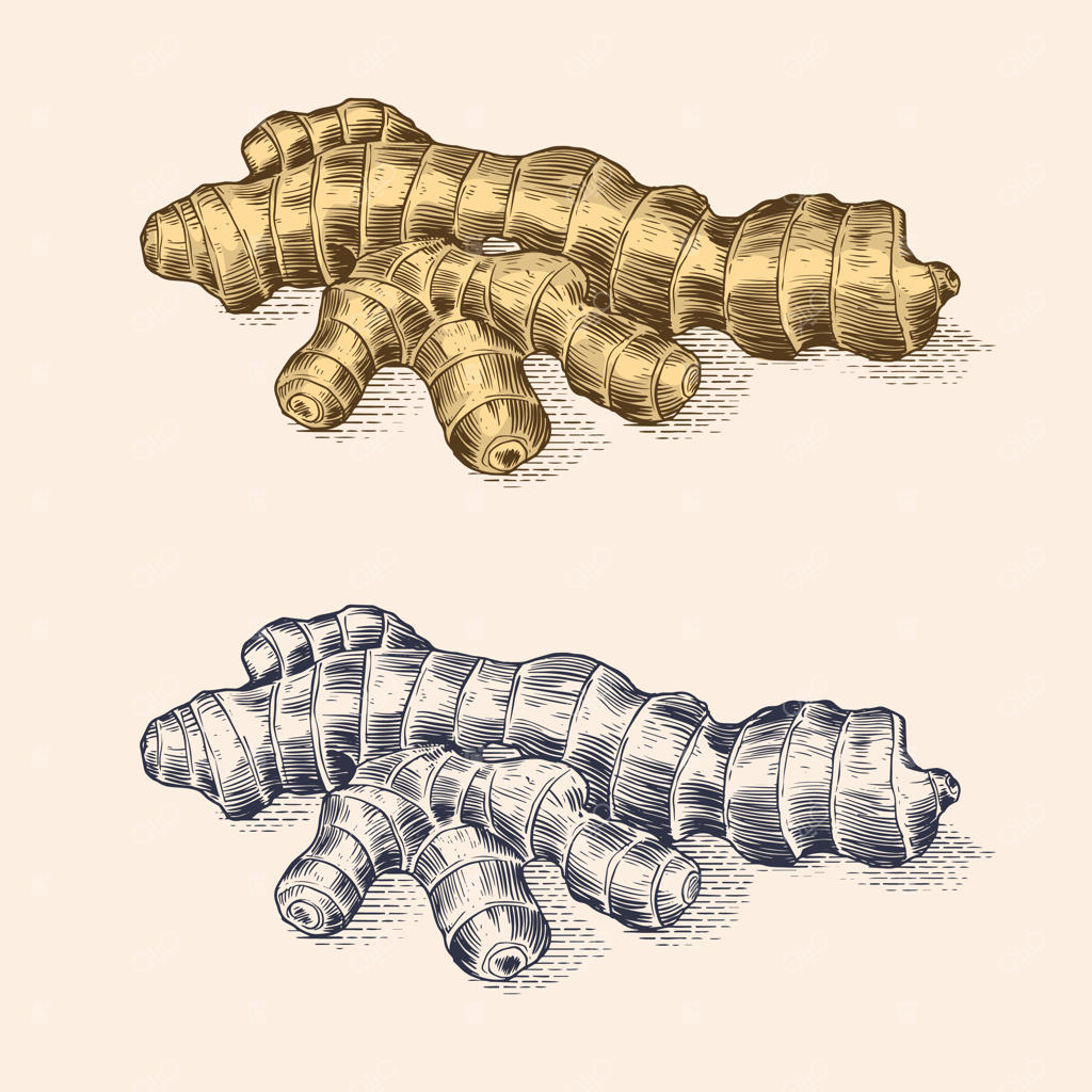 ریشه زنجبیل، ریزوم خرد شده، گیاه تازه.