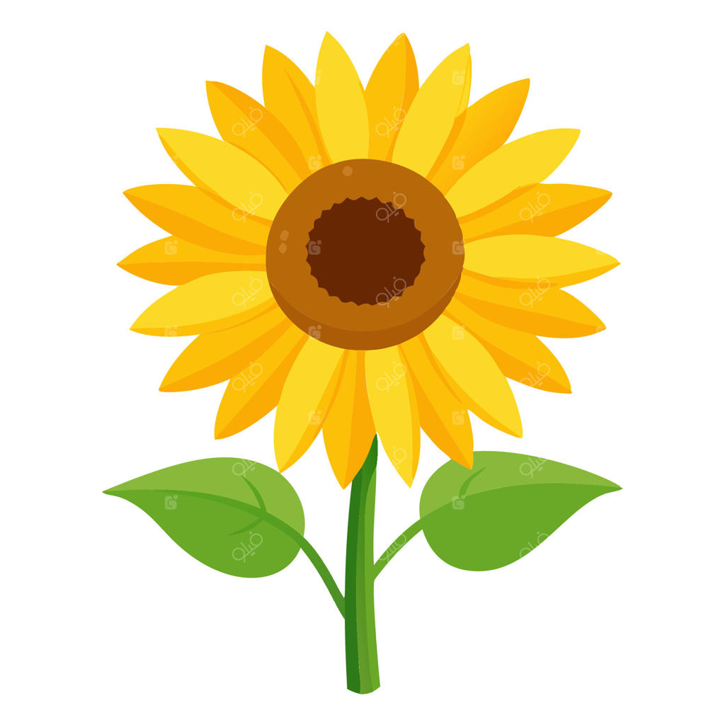 آفتابگردان با شکوفه‌ای بزرگ و پرطراوت روی زمینه سفید