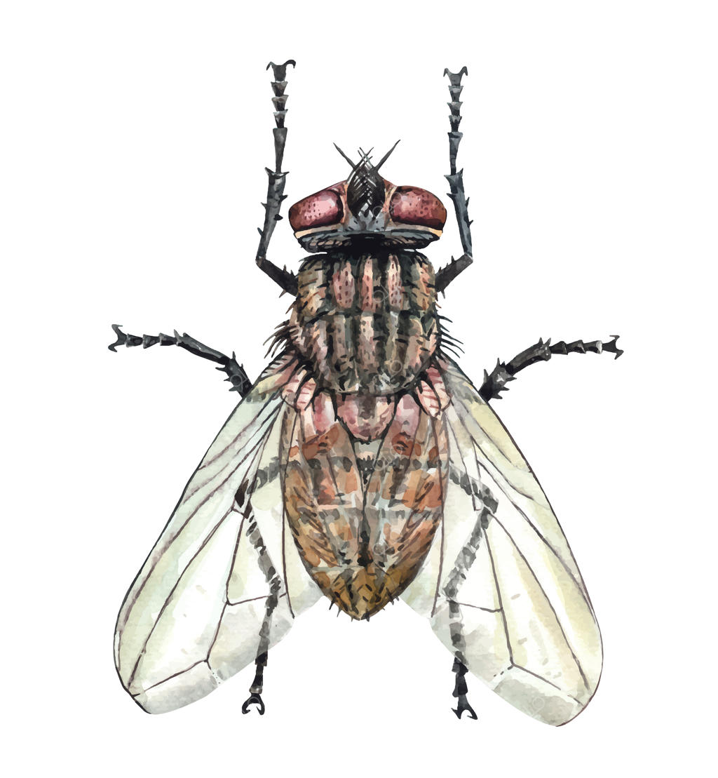 تصویری آبرنگی از مگس؛ مگس میوه معمولی حشره‌ای است