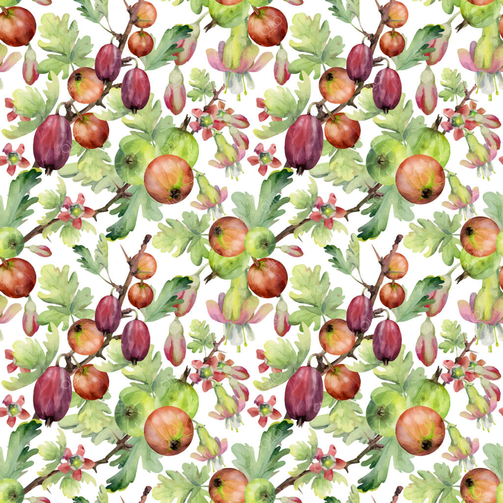 انگور فرنگی و غنچه‌های گل و برگ‌ها بر روی شاخه‌های خاردار، کشمش باغی رسیده. نقاشی دستی با آبرنگ. پترن یکپارچه جداشده. پارچه‌های آشپزخانه، بسته‌بندی، کاغذ کادو