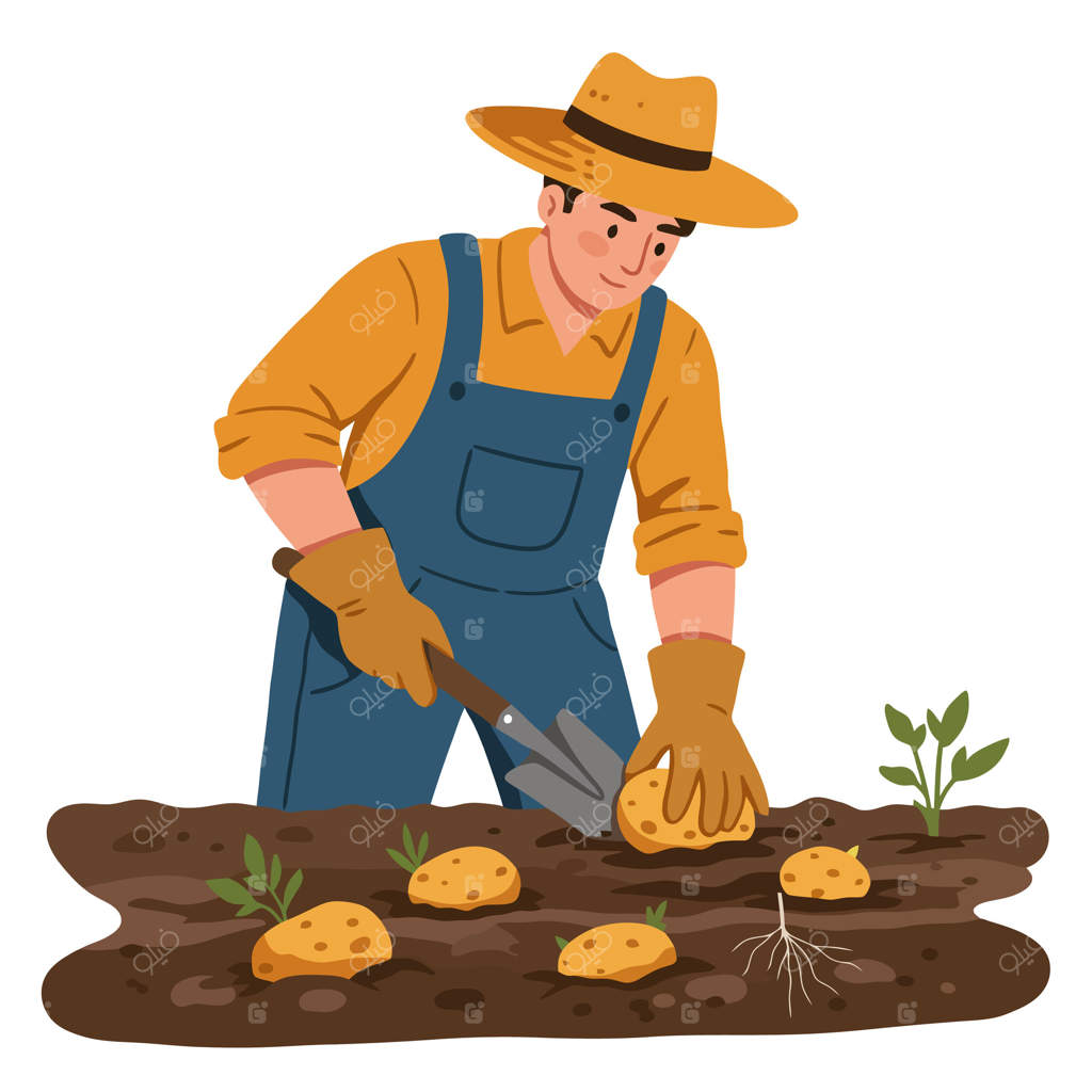 کشاورز در حال کاشت سیب زمینی با ابزار باغبانی و کلاه