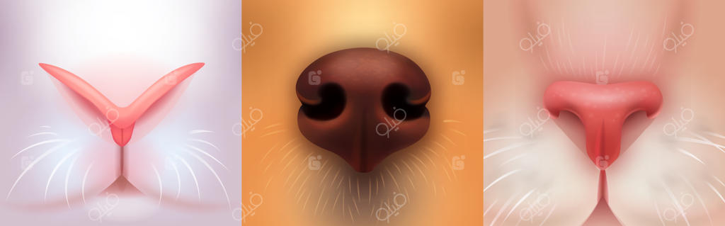 تصویر واقعی از بینی‌های حیوانات خانگی: نمای نزدیک پوزه گربه یا توله سگ کنجکاو، بینی سه‌بعدی حیوانات وکتور خلاقانه از جمعیت حیوانات خانگی - گربه، سگ و خرگوش عید پاک