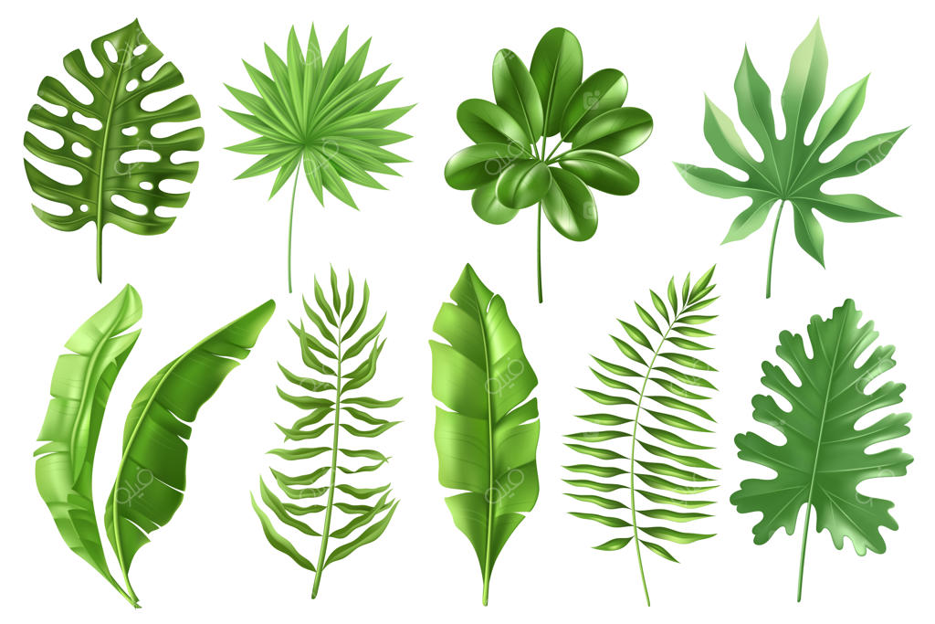 مجموعه برگ‌های استوایی.