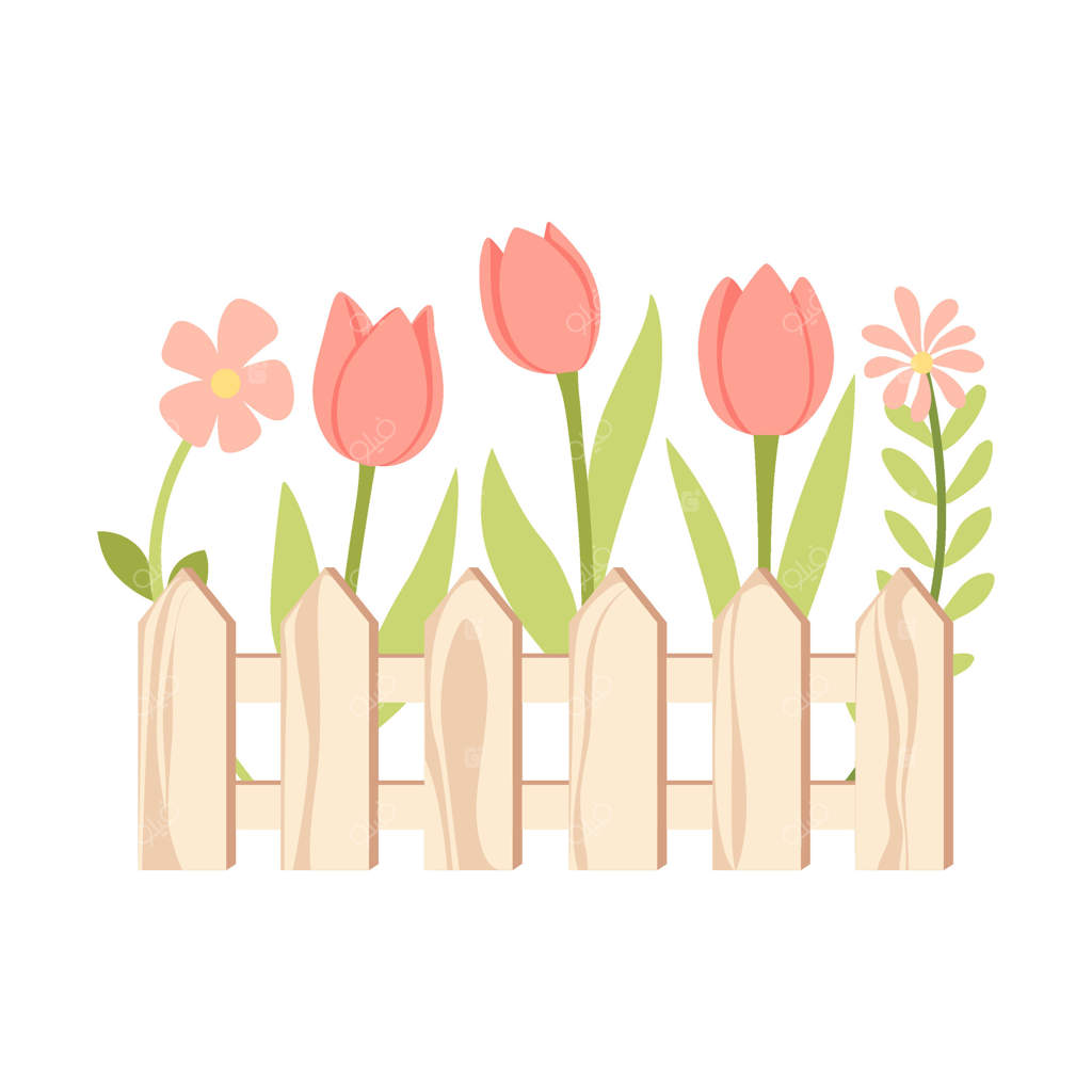 گل‌های سرخ بهاری پشت نرده چوبی. پس‌زمینه‌ی بهاری باغچه‌ای با گل‌های لاله و دیگر گل‌های باغی. تصویرسازی ساده به سبک کارتون، جدا شده بر روی پس‌زمینه‌ی سفید.