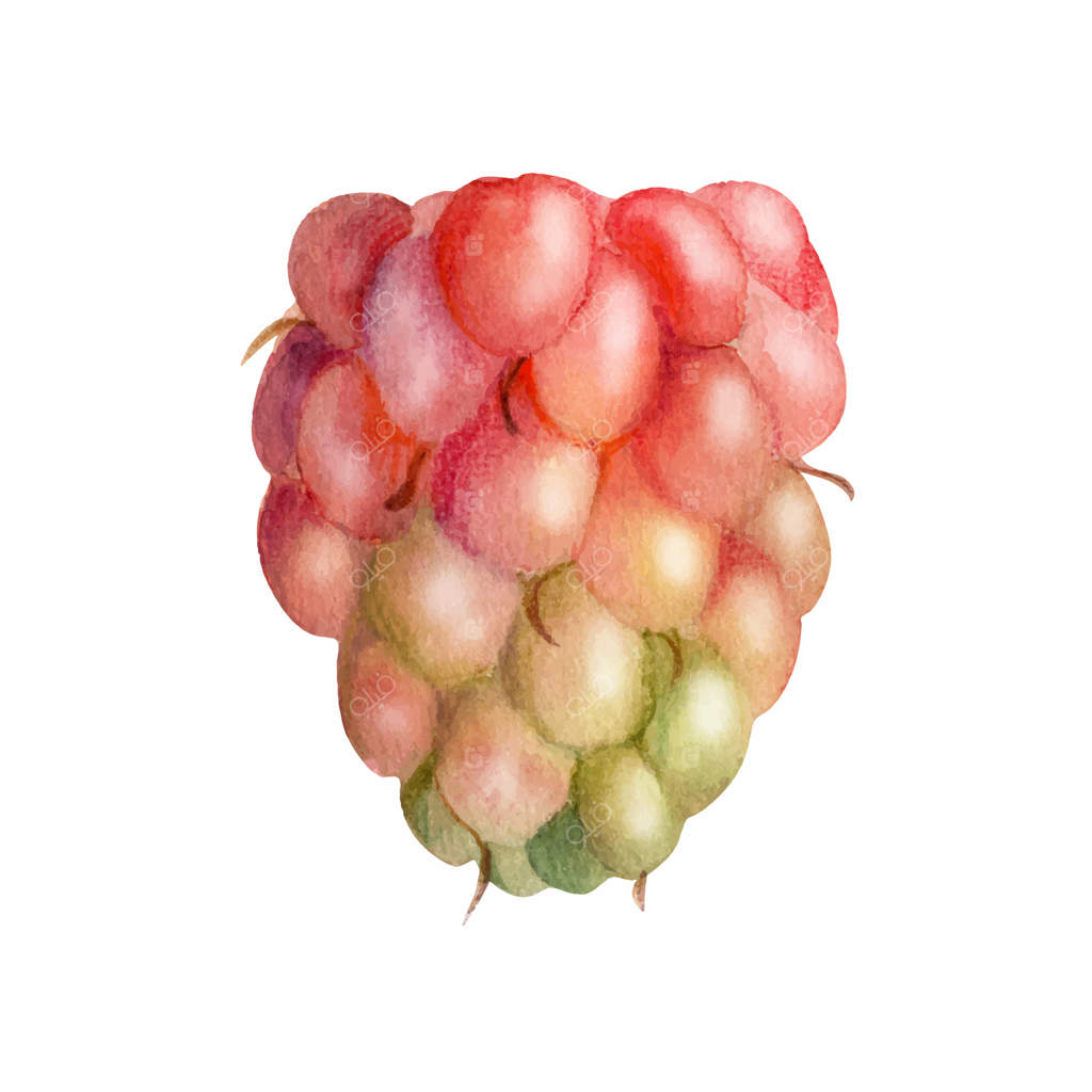 توت رسیده ترسیم شده با دست با آبرنگ: شاه‌توت، لوگان‌بری، بویزن‌بری، دو‌بری، کلود‌بری. تصویرسازی گیاه‌شناسی: نوشیدنی‌های تازه، مرباها، باغبانی ارگانیک