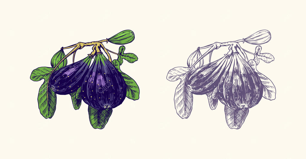 انجیر تازه و برگ‌های درختان آن