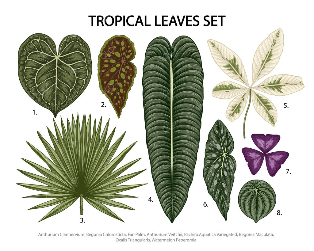 تصویرسازی گیاهان گرمسیری، برگ‌های استوایی و جنگلی بر روی زمینه سفید.